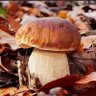 DamMushroom's profile picture