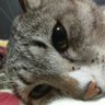 ねむねむ 的头像