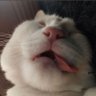 rein | freetag/unlitag's profile picture