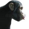 korangu payan's profile picture