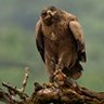KARA ŞAHİN profil fotoğrafı