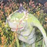 Profilbild von しっぽを食べたいへび