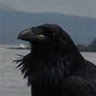 Profilbild von M.RavenanDubh