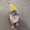 Bananana Cat's profile picture