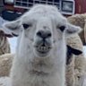 Luke's profile picture