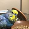 Фото профиля bluebird