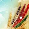 🇯🇴𝑨𝑯𝑴𝑨𝑫 𝑫𝑨𝑹𝑨𝑾𝑺𝑯𝑬𝑯 profil fotoğrafı