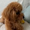 トイプードルのからあげちゃん profil fotoğrafı