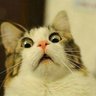 SparKi's profile picture