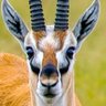 Profilbild von Wild Gazelle aka Pet Shill