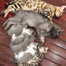Ak profil fotoğrafı