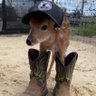 chico bento.net 的头像