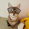 汪的生存日记 profil fotoğrafı
