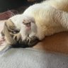 バヌケットフルーツ🐉 profil fotoğrafı