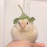 ʝǟʝǟ 🐣🇵🇭 | profil fotoğrafı