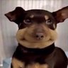 Figgle Bottom's profile picture
