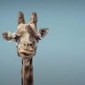 Фото профиля Giraffe 🦒