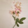 Фото профиля Fabíola Resende