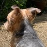 わんこ軍団🐶🐕 profil fotoğrafı