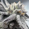 MrSpliffOfCannabis profil fotoğrafı