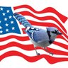 bluejay's profile picture