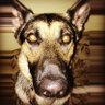 CCG Sgtlarson profil fotoğrafı