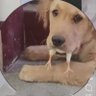 La chismosa venenosa's profile picture
