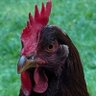 Rick Jenson's profile picture
