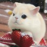 strawberry倧çŠ's profile picture