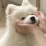 绣虎🐳 profil fotoğrafı