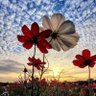 毋忘在莒 profil fotoğrafı