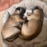 Profilbild von Billy and Poppy and sometimes Rocky 🌈BT’s
