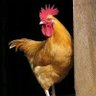 Фото профиля Airdrops Kenyanese