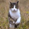 Toms profil fotoğrafı