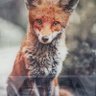 Фото профиля Fox Loves A Stocking Top