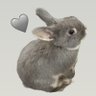 🐰もふ🐰 profil fotoğrafı