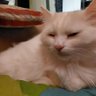 Daimos kostya profil fotoğrafı