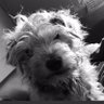 @DorisMalulla's profile picture