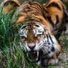 Фото профиля الدكتور ابو نمر 🐆 Professor.Tiger