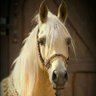 ام الزهراء profil fotoğrafı