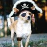 Barnacle_Bill 的头像