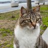 Фото профиля Wild cat
