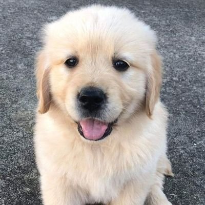 Urgent_News911's profile picture
