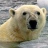 Profilbild von Oskar Polar