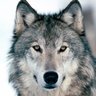 Wolfenspawn's profile picture