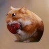 nom nom ็ๅคดๅ