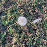 湖湘獨立Guoxiang Zhu｜朱國祥 profil fotoğrafı