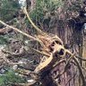 jiro.T profil fotoğrafı