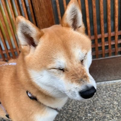 suzu_mamemame's profile picture