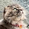🎯シリナデール・ブルマスキー🎯 profil fotoğrafı